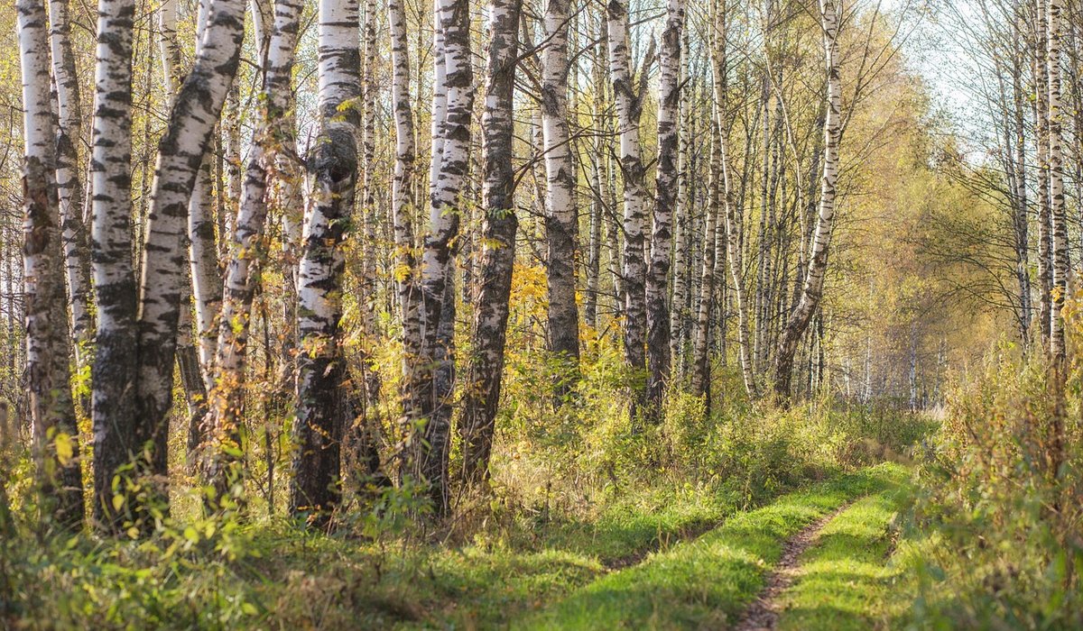 A Beginner's Guide to Identifying British Native Trees