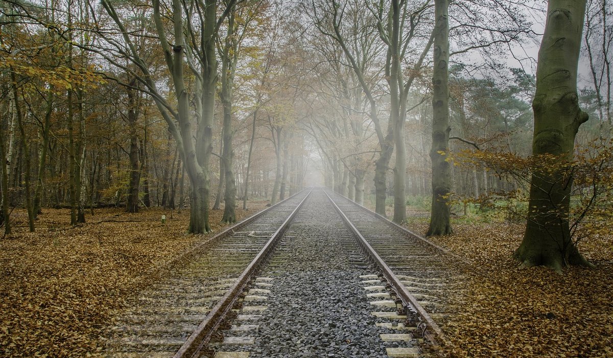 A Seasonal Guide to Woodland Walks in Britain