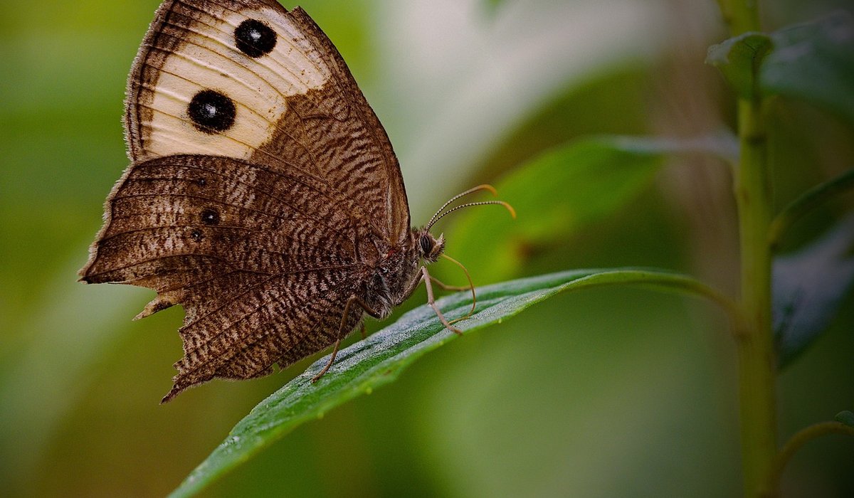 Autumn Jobs for a Healthy Woodland Garden