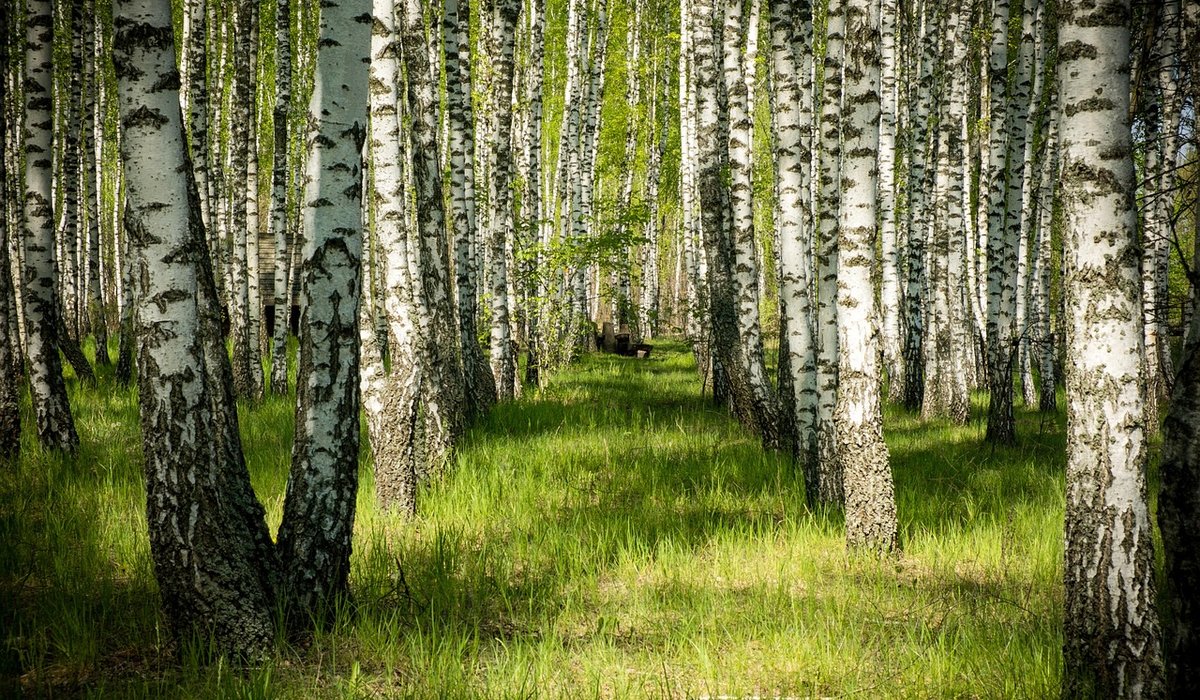 Choosing the Right Timber from British Woodlands