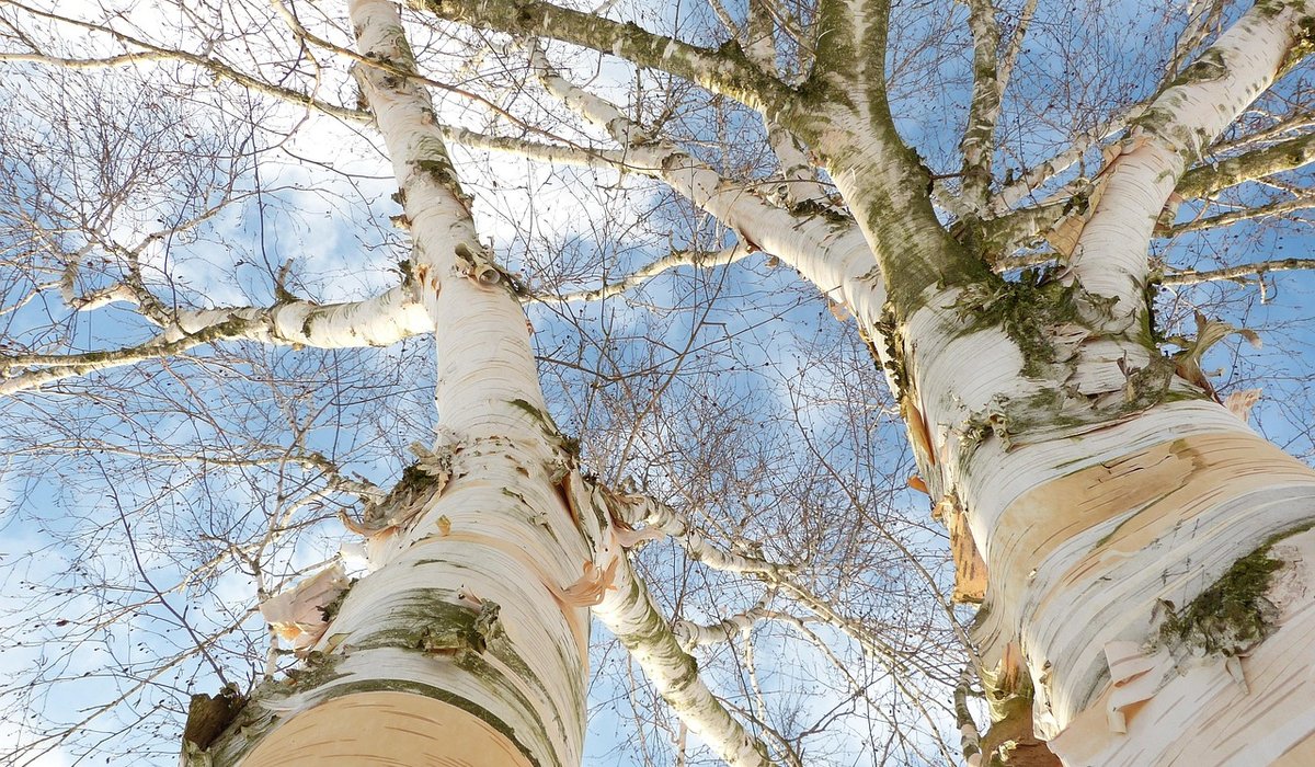 Creating a Wildlife-Friendly Woodland Edge in Your Garden