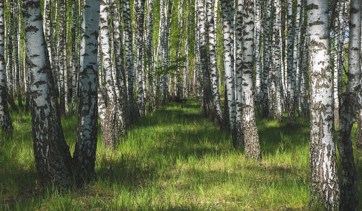 How to Plant a Birch Tree in Heavy Clay Soil