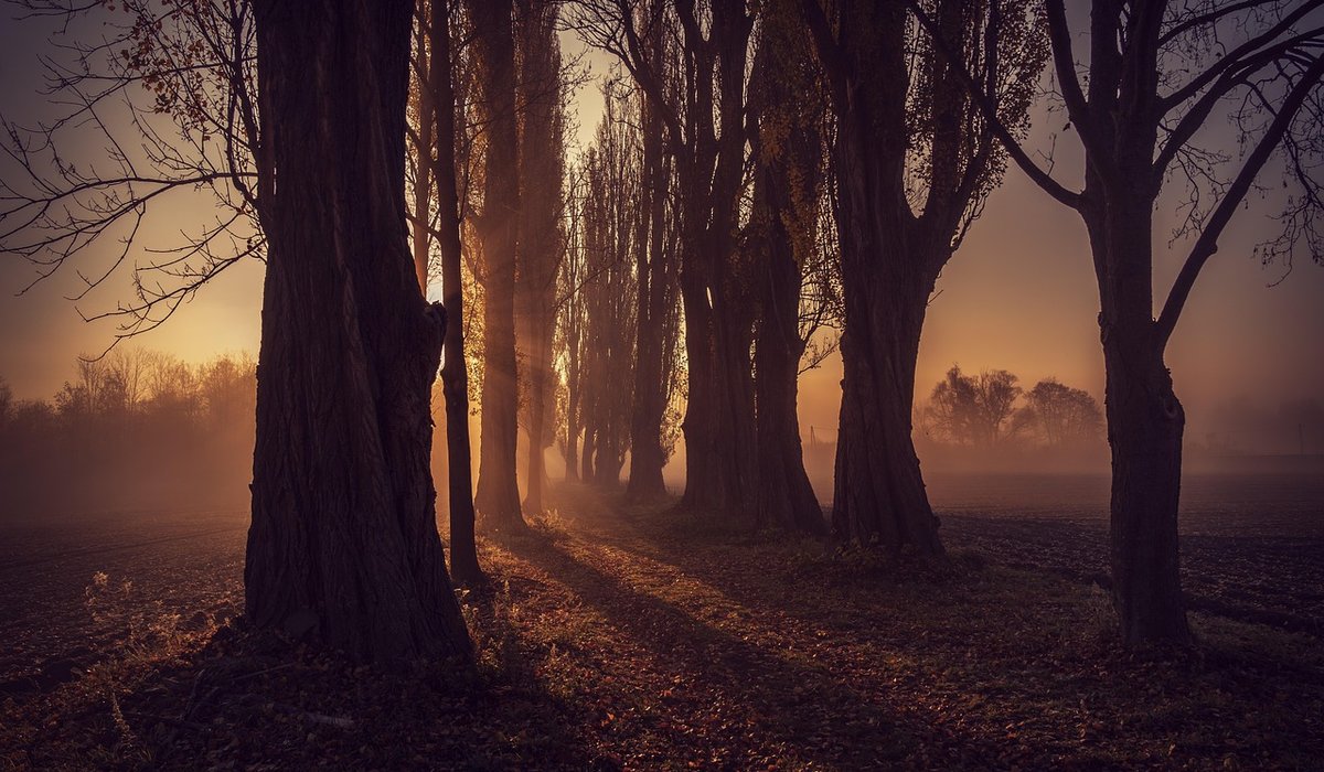 How to Protect Young Trees from Deer and Rabbits