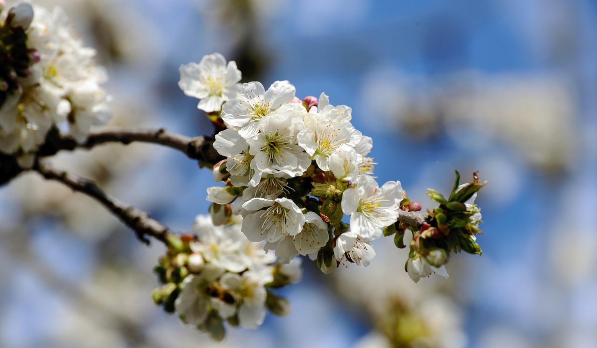 Recognising Signs of Disease in British Trees
