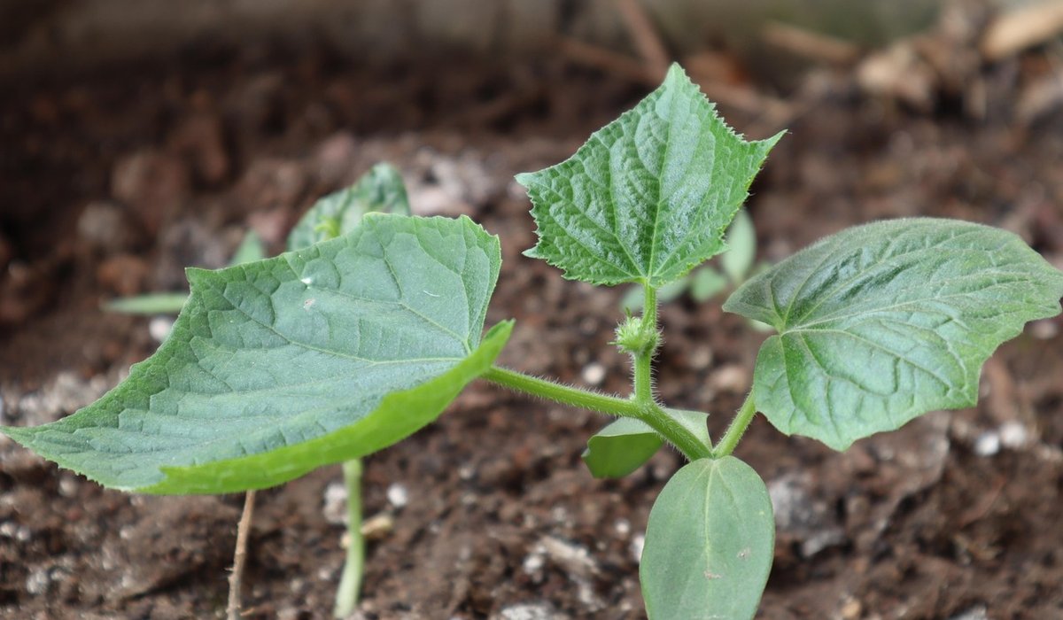 Using Wood Ash in the Garden Safely