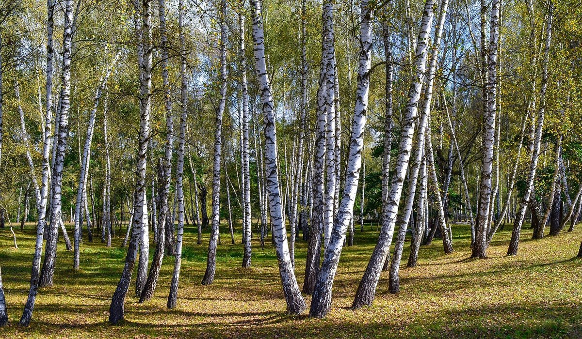When and How to Prune Silver Birch Trees Safely