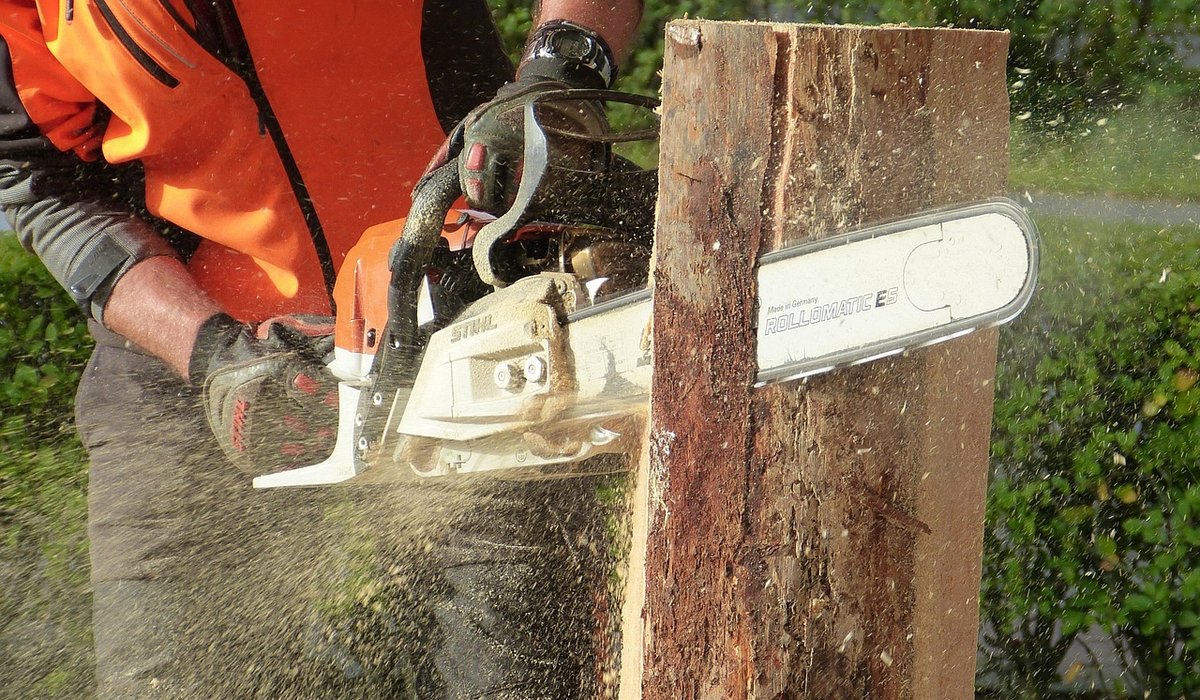 Why Birch Trees Have Distinctive White Bark